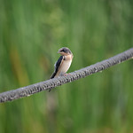 Barn Swallow Juvenile Barn Swallow (&lt;i&gt;Hirundo rustica&lt;/i&gt;), Horicon Marsh, Horicon National Wildlife Refuge, Dodge County, Wisconsin
