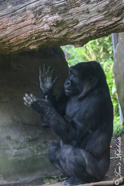 Westlicher Flachlandgorilla (Gorilla gorilla gorilla)