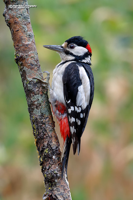 Great spotted Woodpecker, Dendrocopos major.