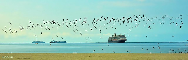 Birds,  Beachfront , Alamitos_Long Beach Ca.  gp