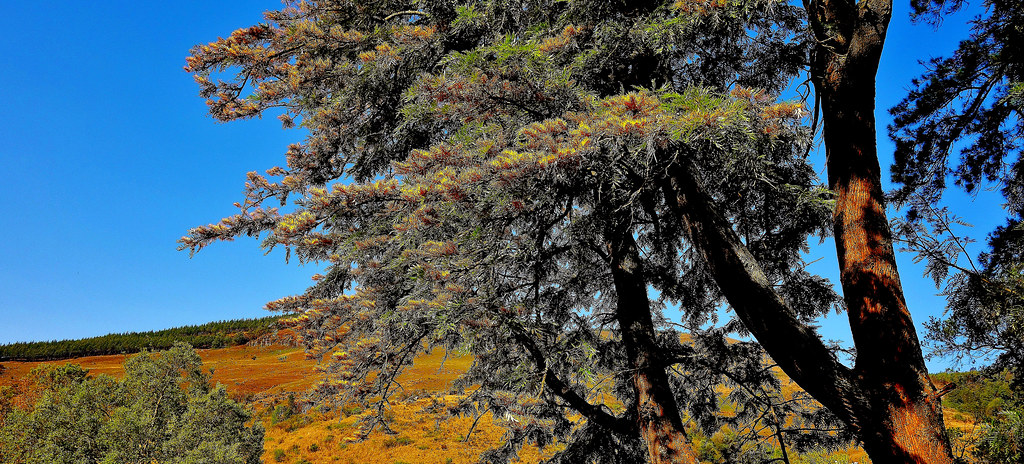 SÜDAFRIKA (South-Africa) , Nahe dem  Blyde-River Canyon,  Pilgrim's Rest , schöner Baum vor den Drakensbergen, 22215