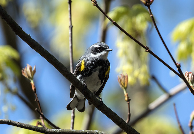 0P7A2414 Yellow-rumped Warbler red