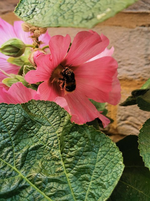 Bee on Hollyhock, 23-06-29 (04)