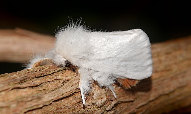 Brown-tail Moth (Euproctis chrysorrhoea) ©
