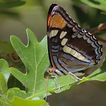 IMG_2344-Enhanced-Edit-Edit Arizona Sister butterfly #lepidopteragallery #instagram Edited with Topaz Photo AI