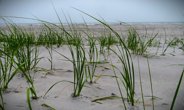 Sand Grass :