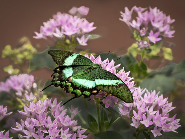 Green-Banded Swallowtail (Papilio palinurus)