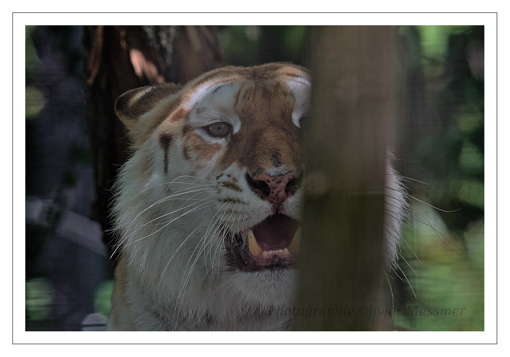 Tigre de Sumatra - Panthera tigris sumatrae