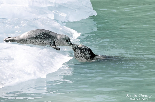 Harbor Seal Kiss