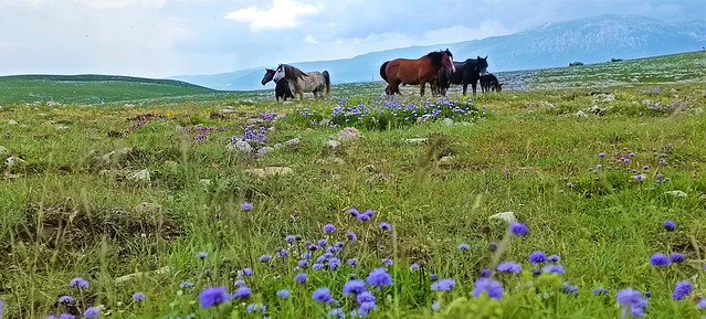Wild horses in Bosnia and Herzegovina - Cincar mountain near Livno