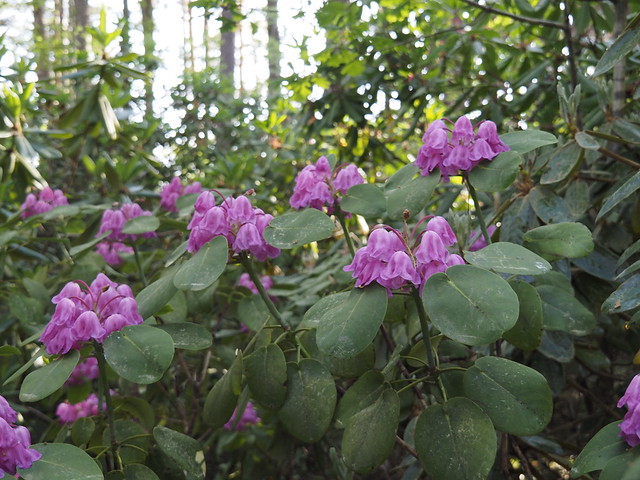 Rhododenron Garden, Hiiumaa Estonia