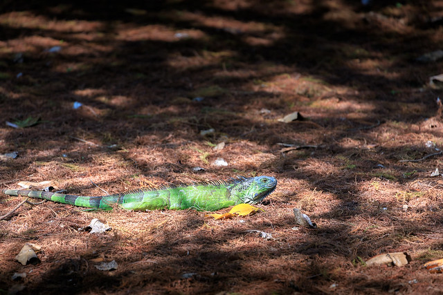 The Green Iguana in the Sunlight