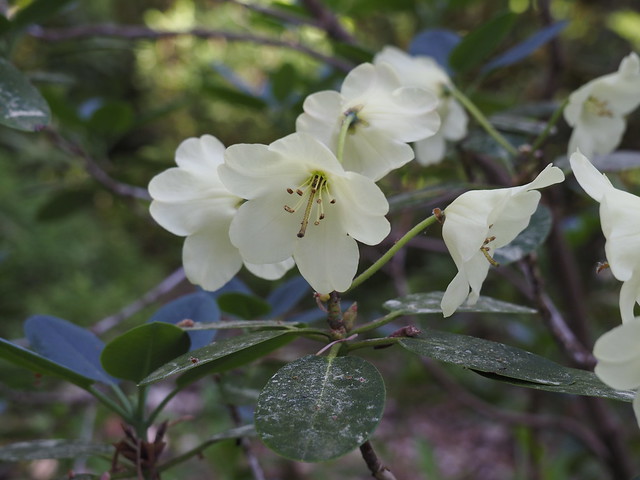 Rhododenron Garden, Hiiumaa Estonia