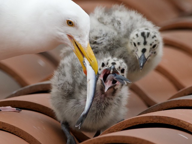 Western Gull Parent Feeding Chicks