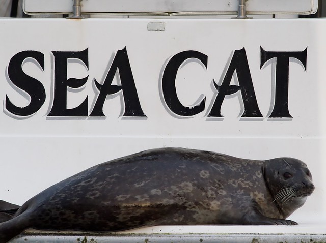 Sea Cat …