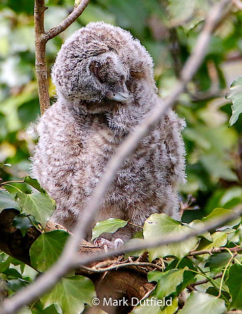 Tawny owlet (preening)