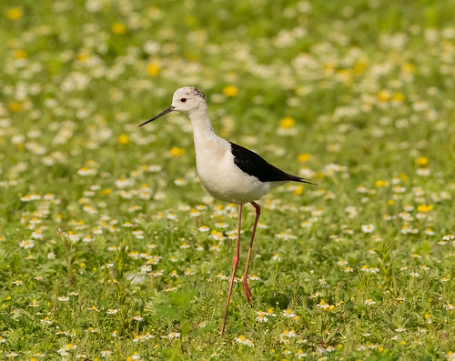 Black-winged Stilt | by wryneck94
