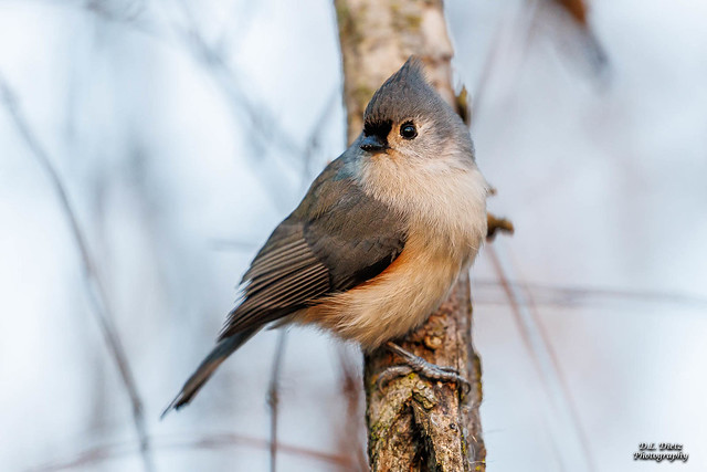 Tufted Titmouse #1 - 2022-11-26.