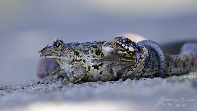 Ringelnatte mit Frosch  //  Grass snake with frog