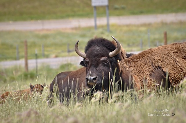 American Bison Family…