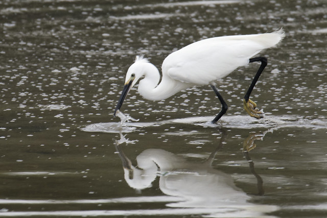 Little Egret with catch