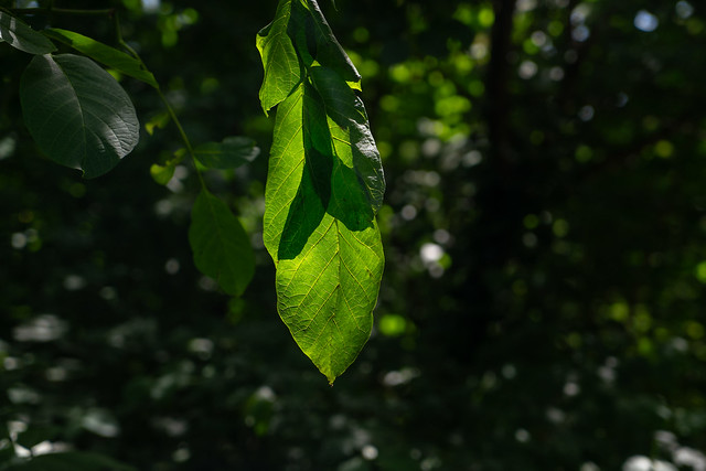 leaf intimacy