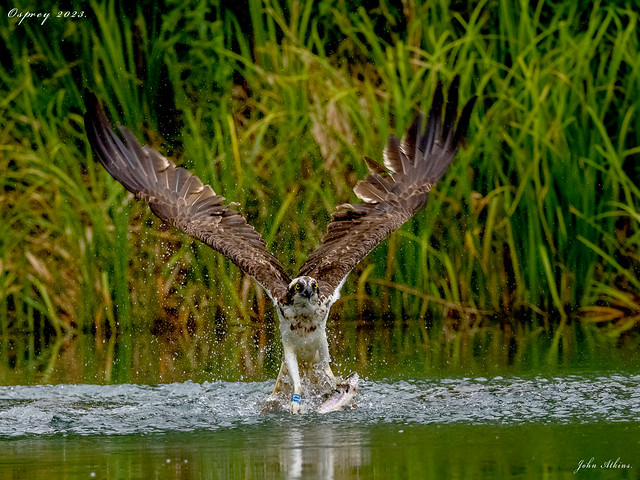 Osprey with catch today 30/06/23.