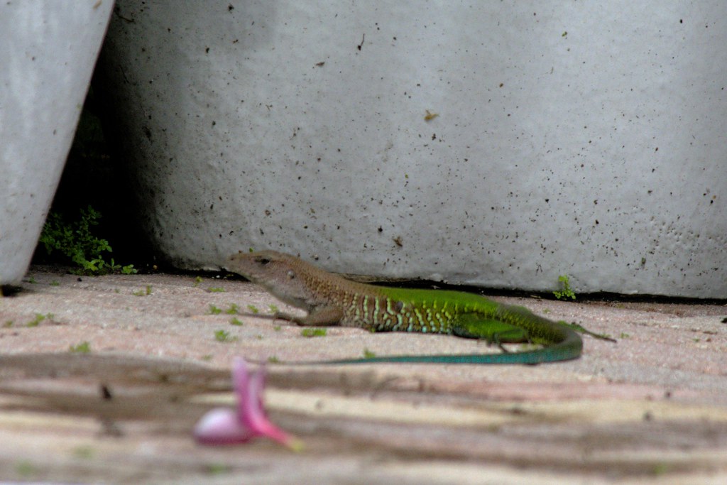 Oakland Park, FL - Green Ameiva Lizard