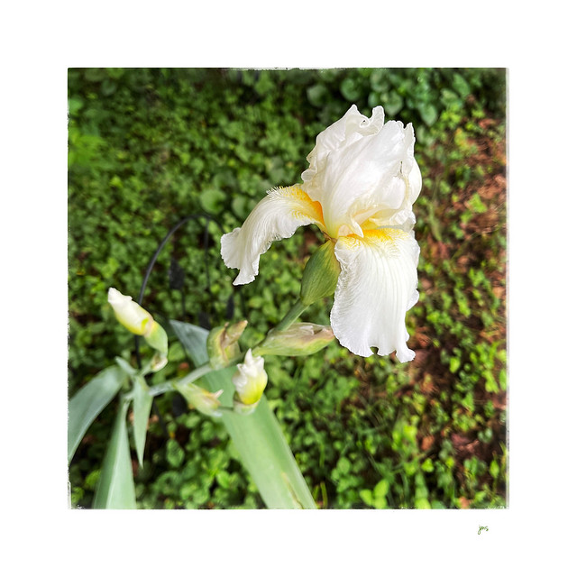 Late blooming iris.
