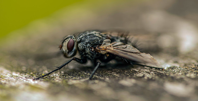 Fliege /Fly