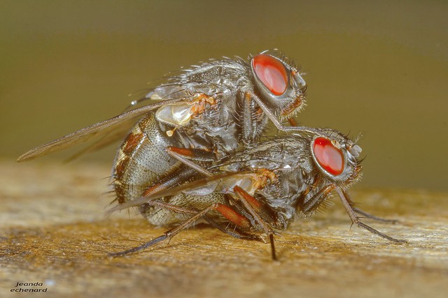 flies in copula