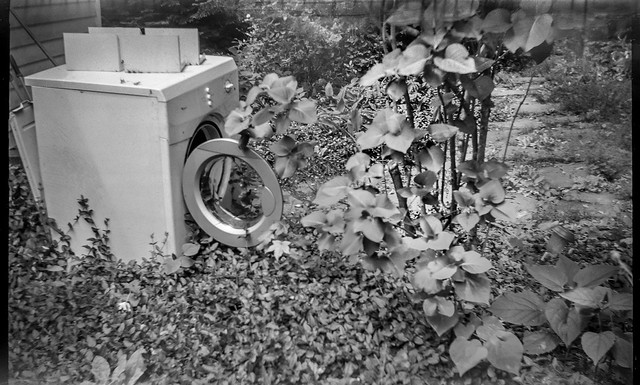 old clothes dryer, discarded, lilac bush, yard, Asheville, NC, Eastman Kodak No. 2 Bulls Eye Model D, Ilford FP4 Plus, HC-110 developer, 6.15.23