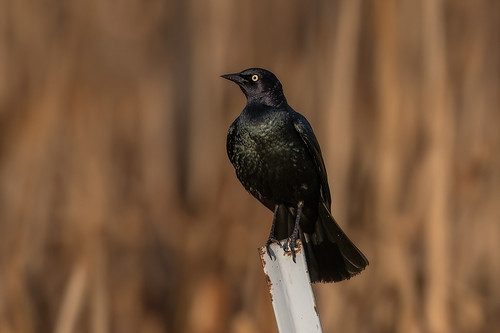 Brewer's Blackbird | by Gf220warbler