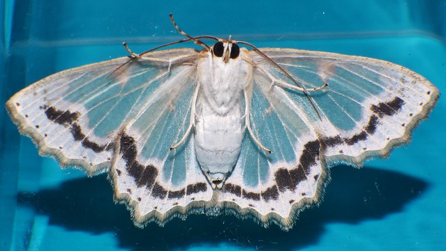 Female bizarre looper Moth Eucyclodes sp aff pieroides Geometrini Geometrinae Geometridae Mandalay rainforest Airlie Beach P1080573