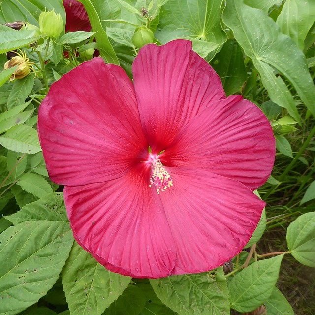 Wheaton, IL, Cantigny Park, Hibiscus Flower