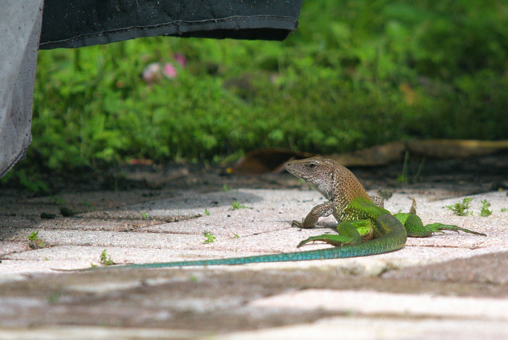 Oakland Park, FL - Green Ameiva Lizard