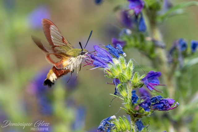 Sphinx gazé - Broad-bordered bee hawk-moth
