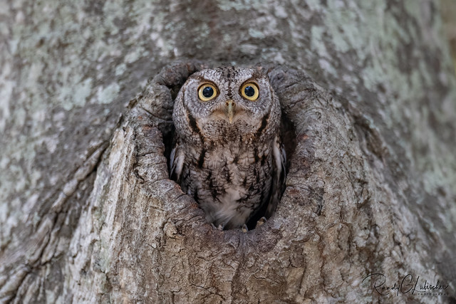 Eastern Screech Owl | Megascops asio | 2023 - 19