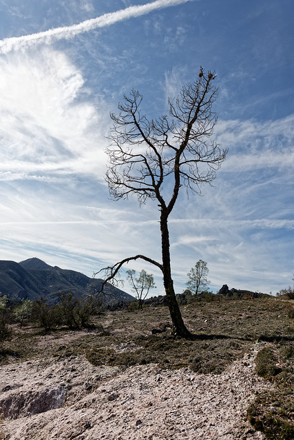 A Portrait Orientation of a Lone Tree in Pinnacles National Park