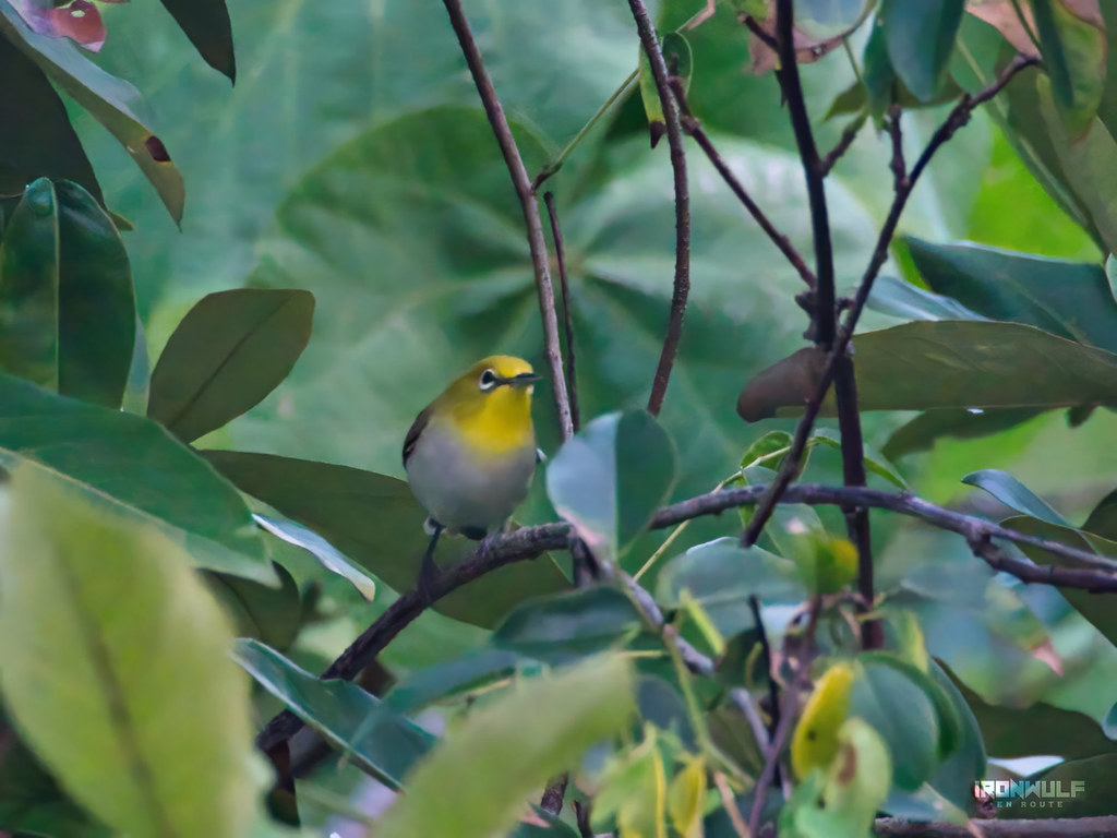 One of the lowland white eyes in the area