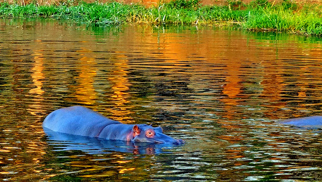 SÜDAFRIKA( South-Africa),  Hazyview, Sabi River Sun,  Flusspferde am Teich, Sonnenuntergang,  , 22219