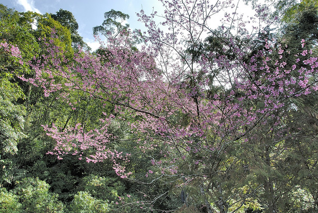 薔薇科 梅屬 山櫻花 (全景02) 溪頭(鳳凰林道) Prunus campanulata
