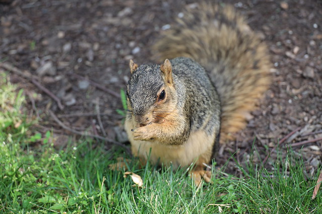 Fox Squirrels in Ann Arbor at the University of Michigan on June 30th, 2023