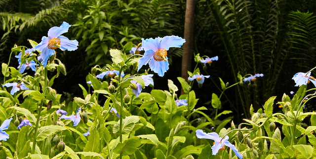 REFORD GARDENS   |      EMBLEM     |     BLUE POPPY |   PAVOT BLEU |      LES JARDINS DE METIS  |  METIS   |  GASPESIE  |  QUEBEC  |  CANADA