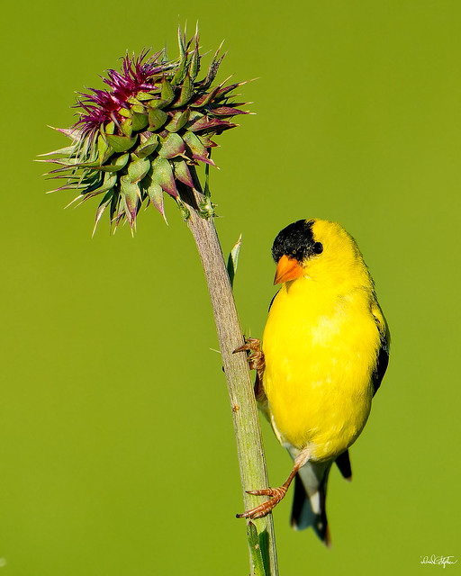 Goldfinch Poses On Thistle Stalk