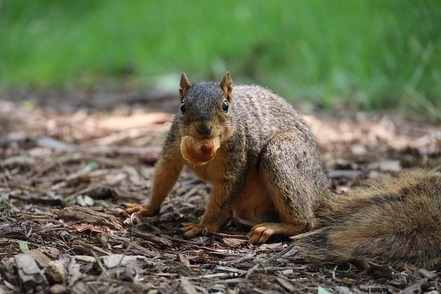 Fox Squirrels in Ann Arbor at the University of Michigan on June 30th, 2023 - 181/2023  19/P365Year16  5497/P365all-time – (June 30, 2023)