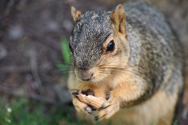 Fox Squirrels in Ann Arbor at the University of Michigan on June 30th, 2023