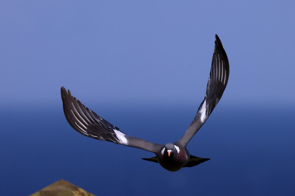 Wood Pigeon in flight | RSPB Bempton Cliffs | Michael Atkinson | Flickr