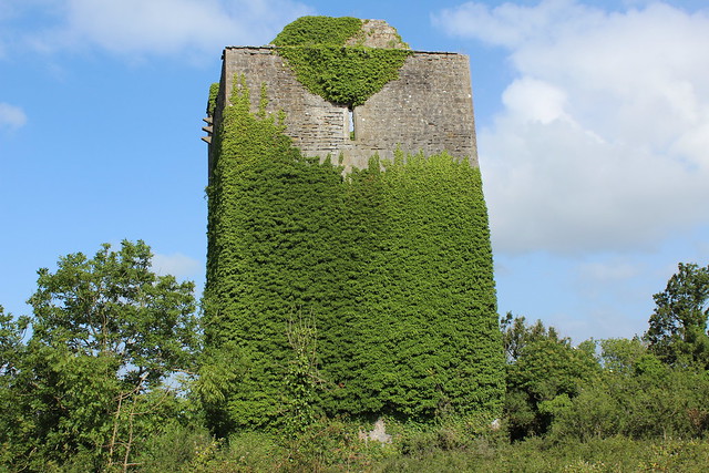 Saturday 1st July 2023. Summer sunshine on the ivy covered remains of Lydacan Castle near Gort, Co Galway, Ireland.