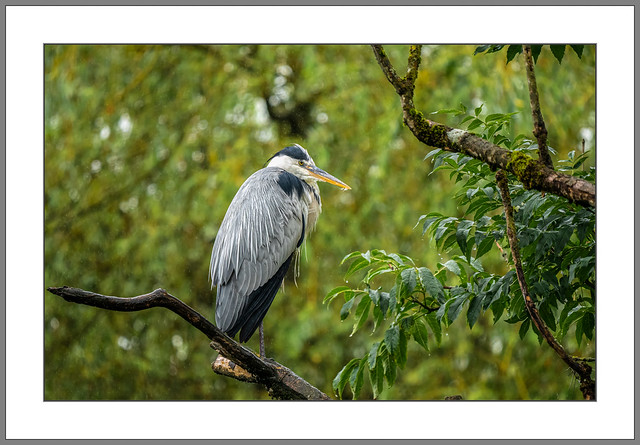 Graureiher im Regen (Grey heron in the rain)